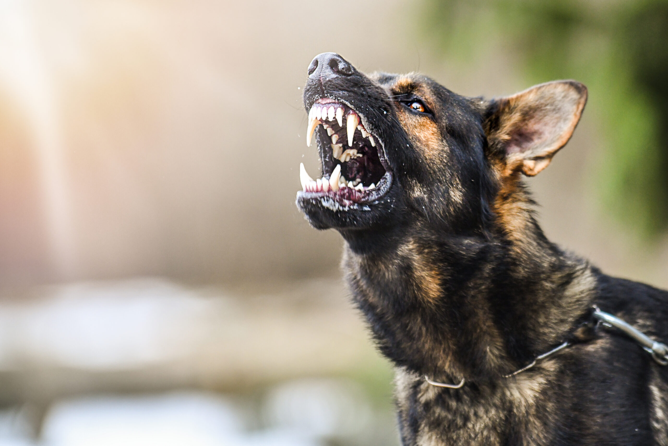 Dog Bite Liability Laws in Washington State